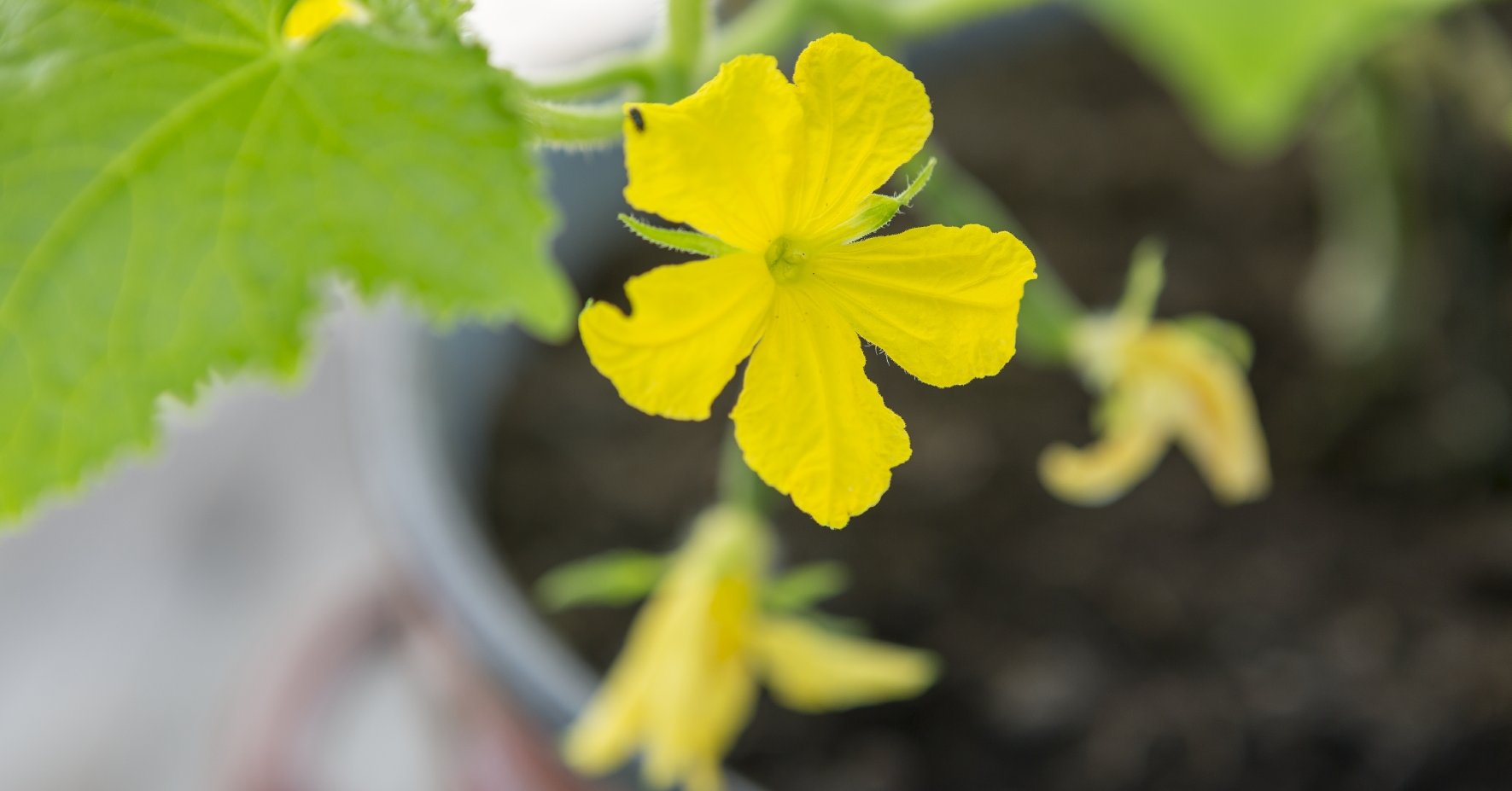 Gurkenblüte im Topf