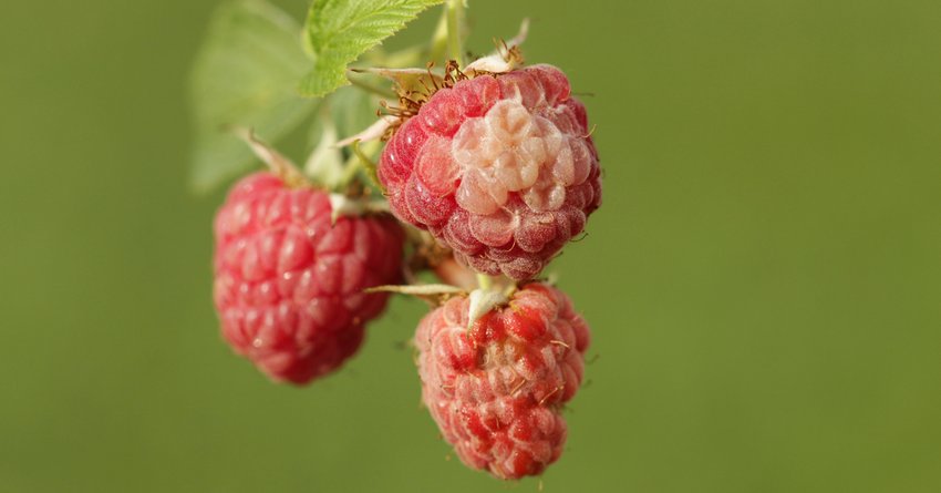 Sonnenbrand an Himbeeren