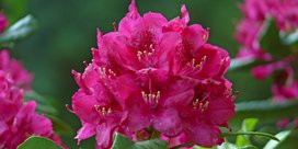 Rhododendron