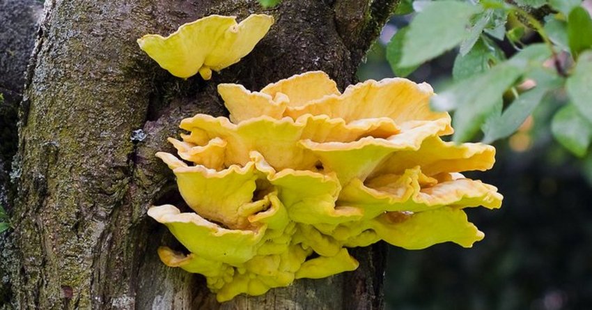 Baumpilze am Nektarinenbaum