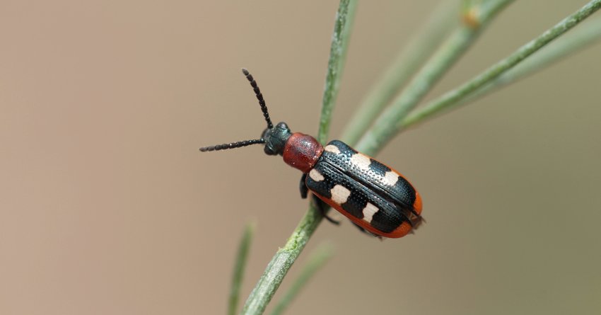 Spargelhähnchen