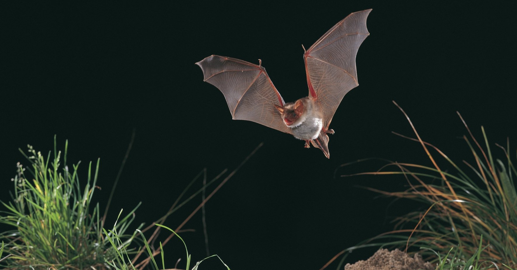 Fledermaus im Garten helfen