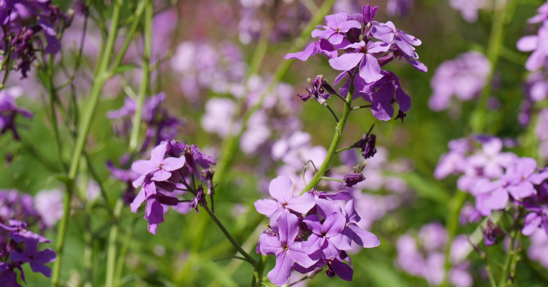 Nachtviole (Hesperis matronalis)