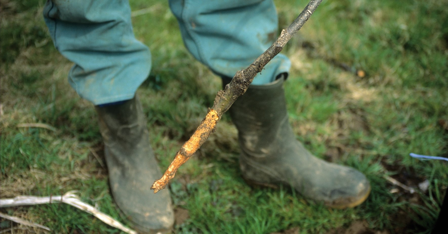 Wühlmausschaden an Apfelbaum