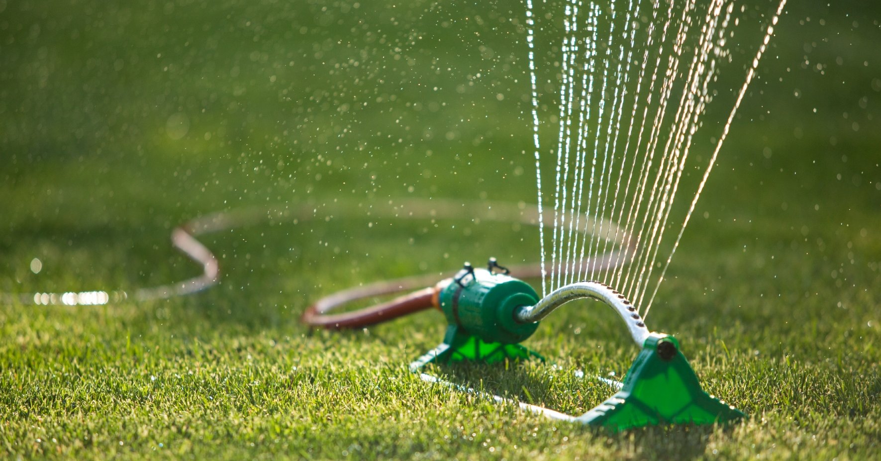 Rasen wässern - wie oft und wann braucht der Rasen Wasser?