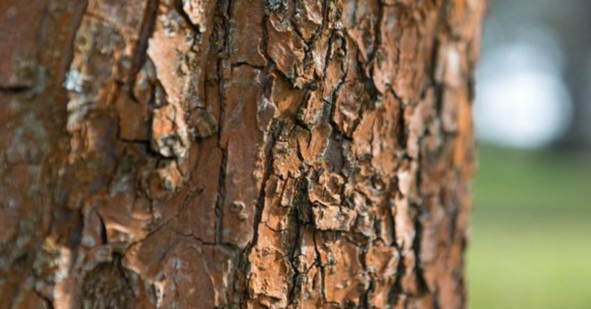 Rotalgen am Nektarinenbaum