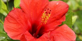 Hibiskus