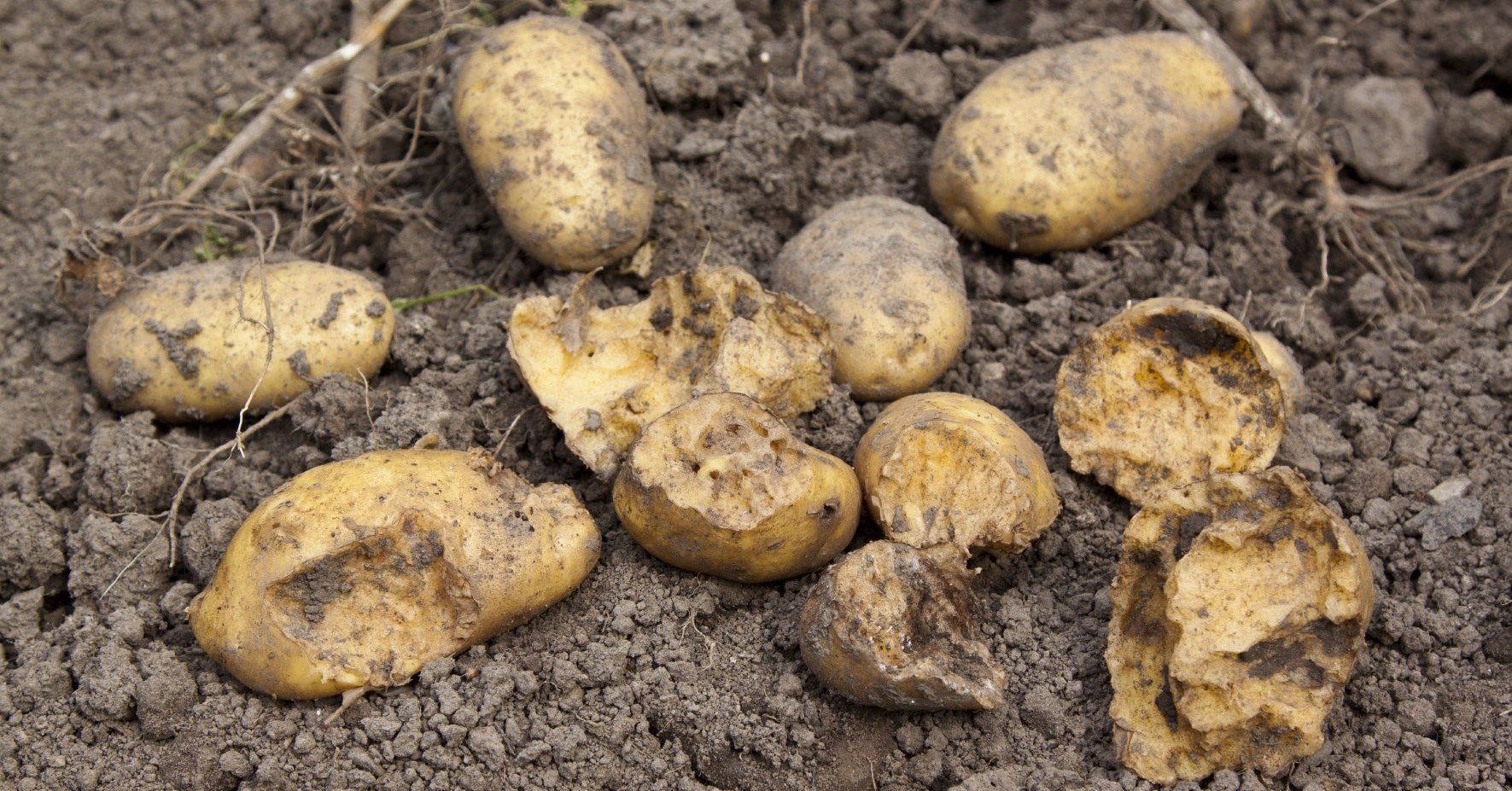 Fraßschäden von Wühlmäusen an Kartoffeln