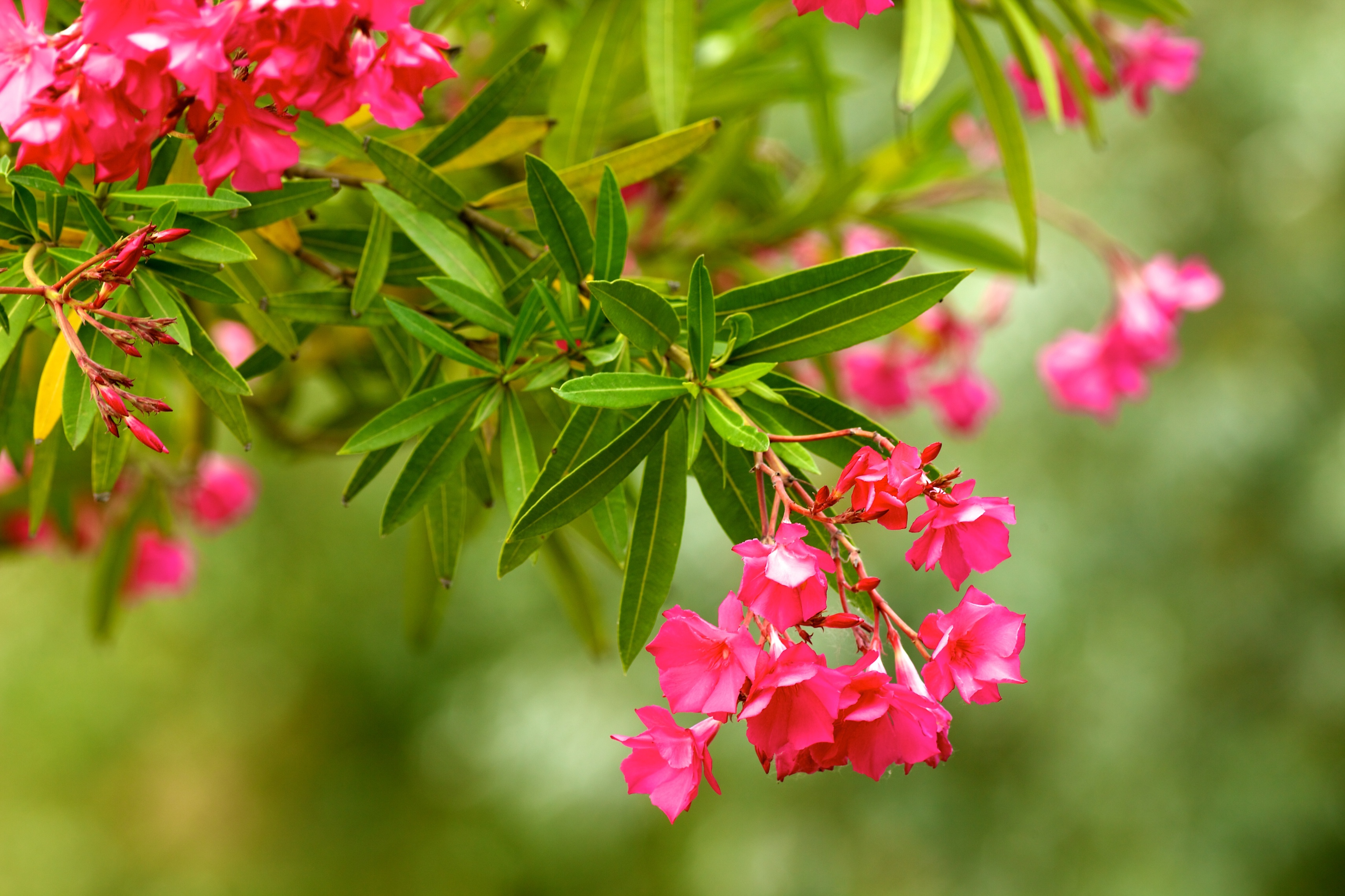 Blühender Oleander