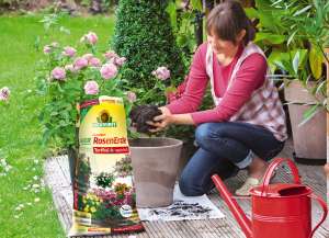 Rosen werden im Garten umgetopft und in frische NeudoHum RosenErde gepflanzt