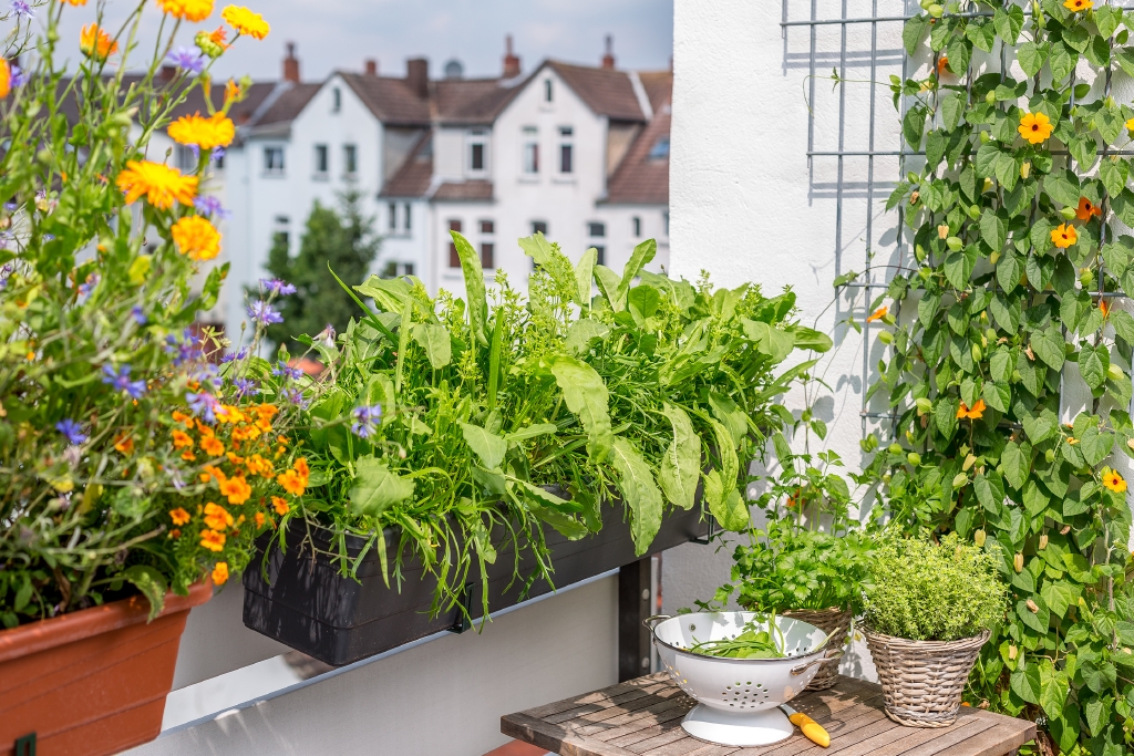 Blattsalate im Balkonkasten