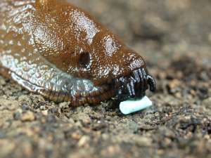 Nacktschnecke frisst Ferramol Schneckenkorn Compact