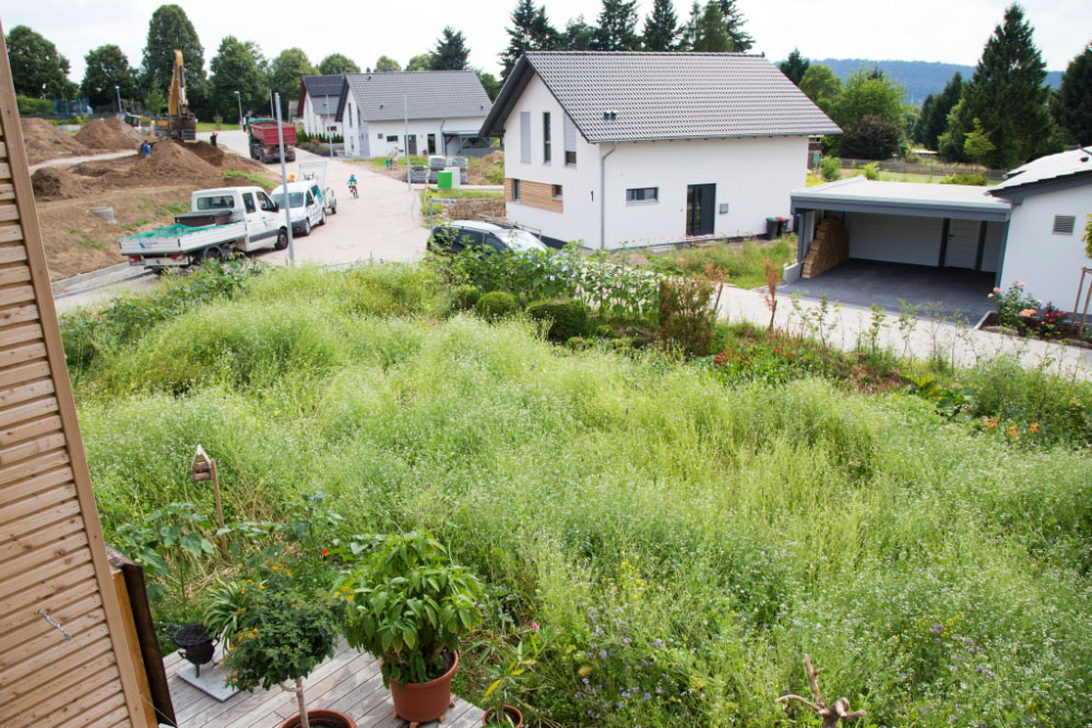 Von Gründünger bedeckter Garten