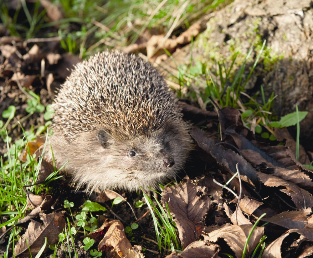 Igel auf dem Rasen im Laub