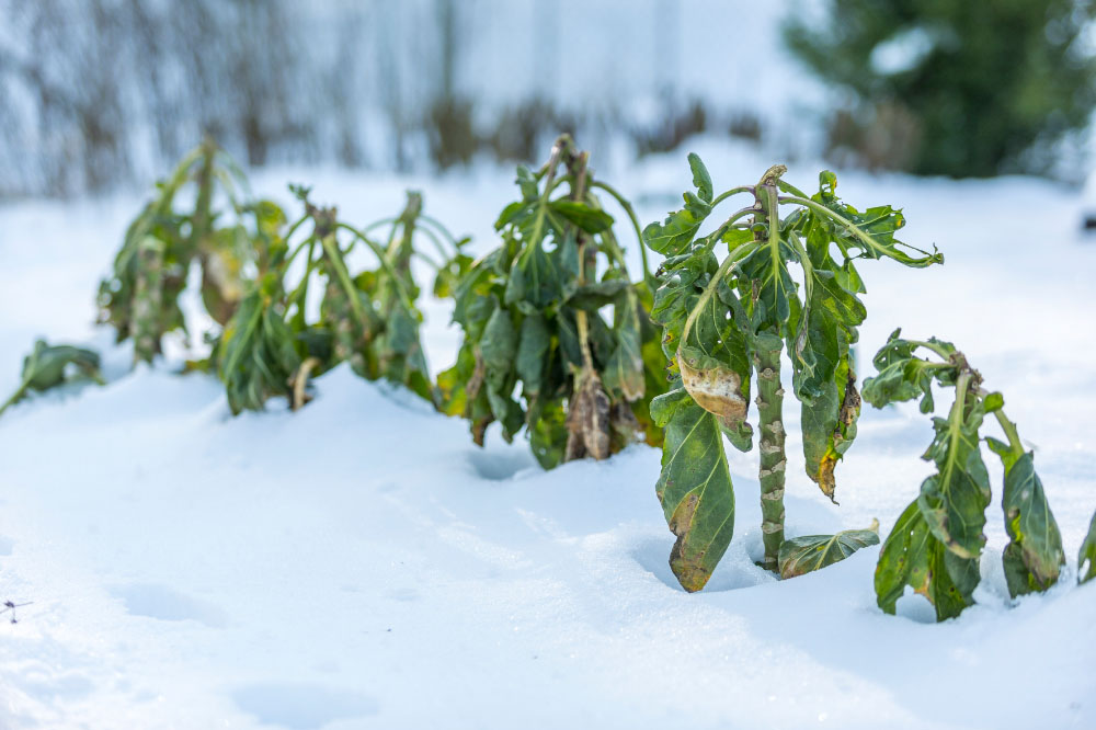 Gemüse im Schnee