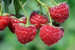 Reife Himbeeren