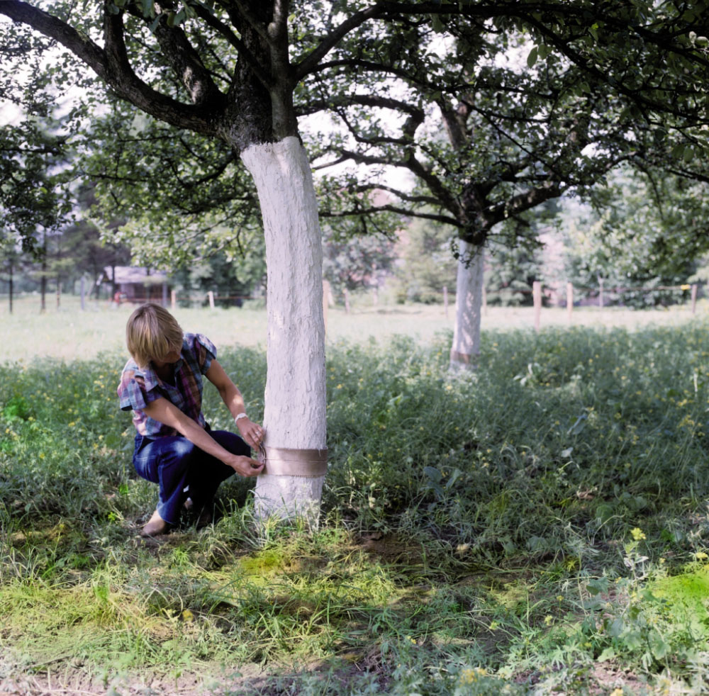 Bio-Baumanstrich an einem Obstbaum