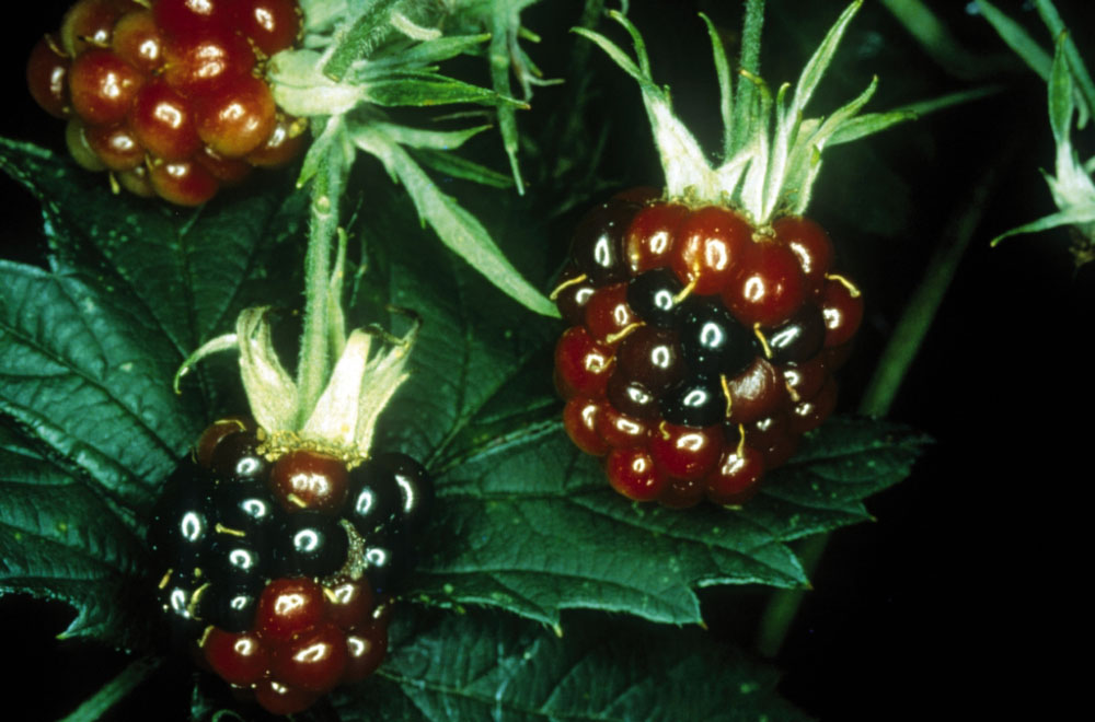 Teilweise rote Brombeeren mit Brombeermilben-Befall