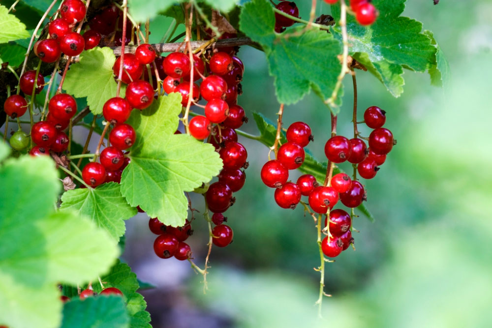 rote Johannisbeeren