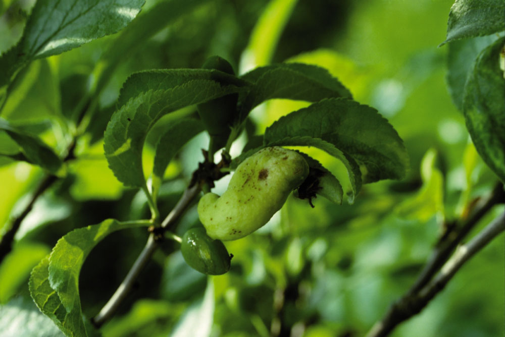 Obstbaum mit Fruchtmumien