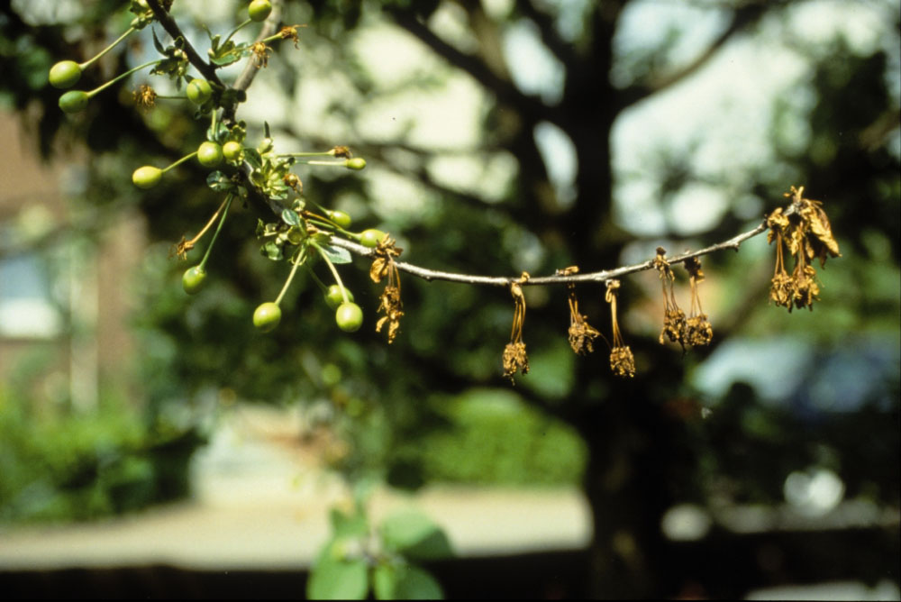 Mit Monilia-Spitzendürre befallener Obstbaum