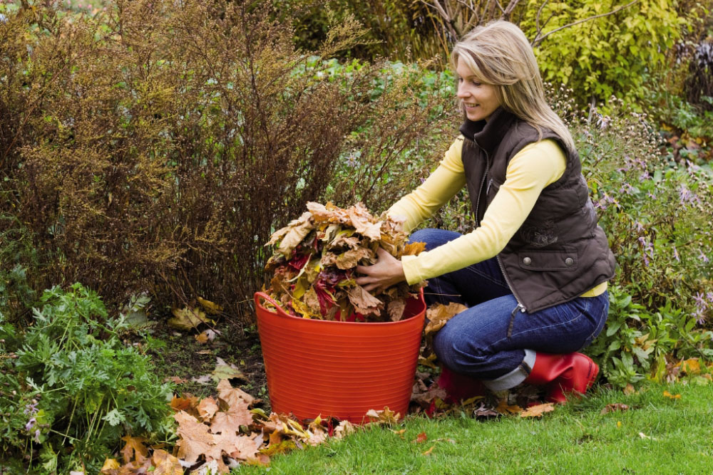 Herbstlaub wird vom Rasen entfernt und in Beeten verteilt