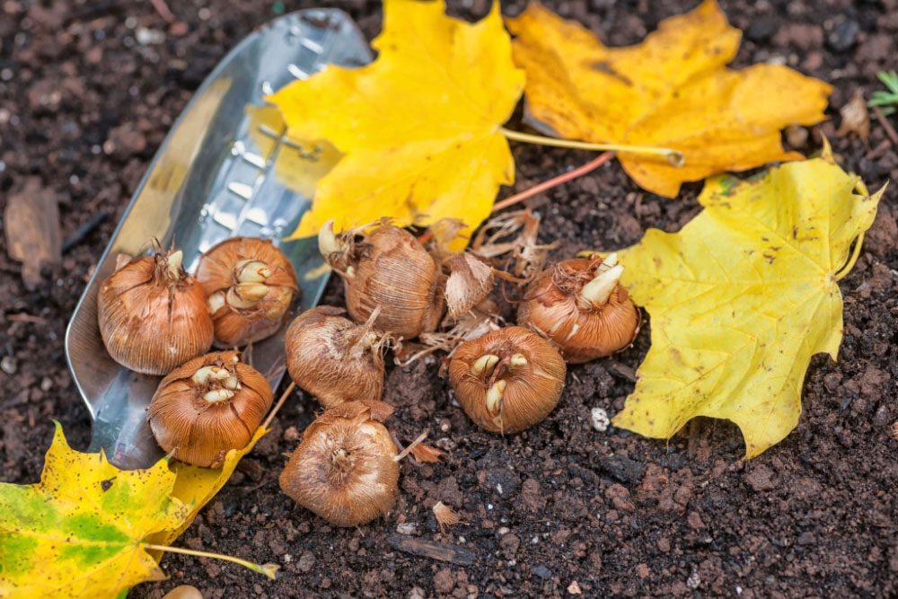 Blumenzwiebeln von Frühblühern werden im Herbst in den Ziergarten gepflanzt