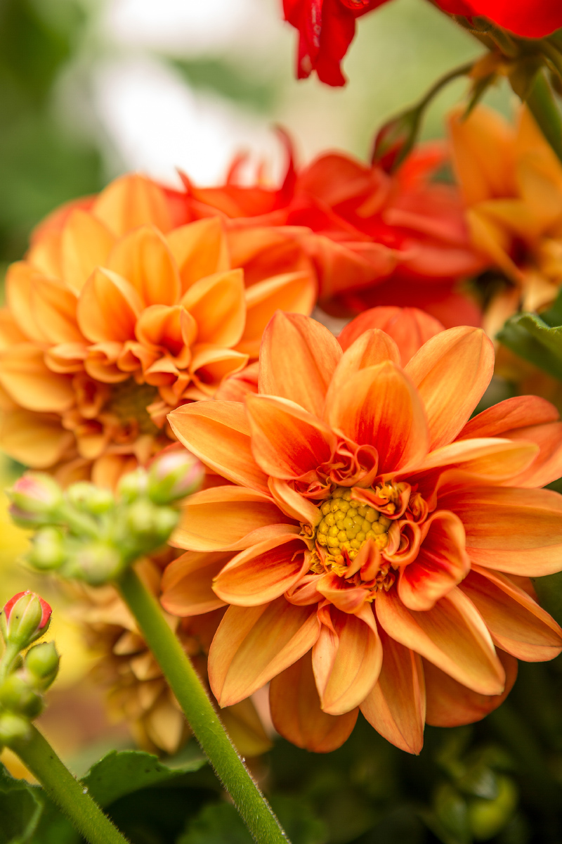 Orange blühende Dahlie im Ziergarten