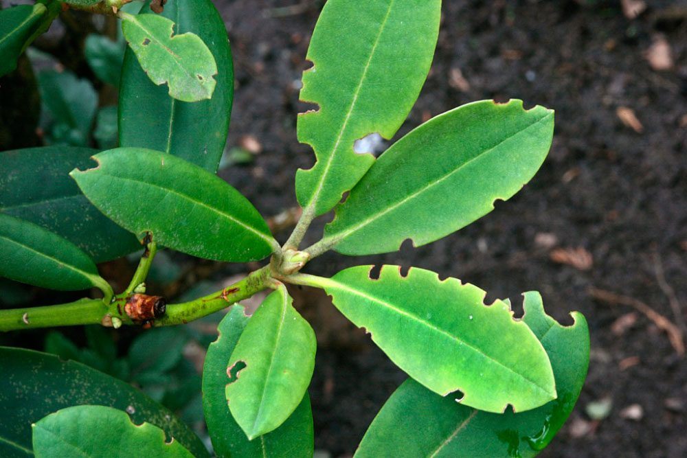 Rhododendronzweig mit angefressenen Blättern