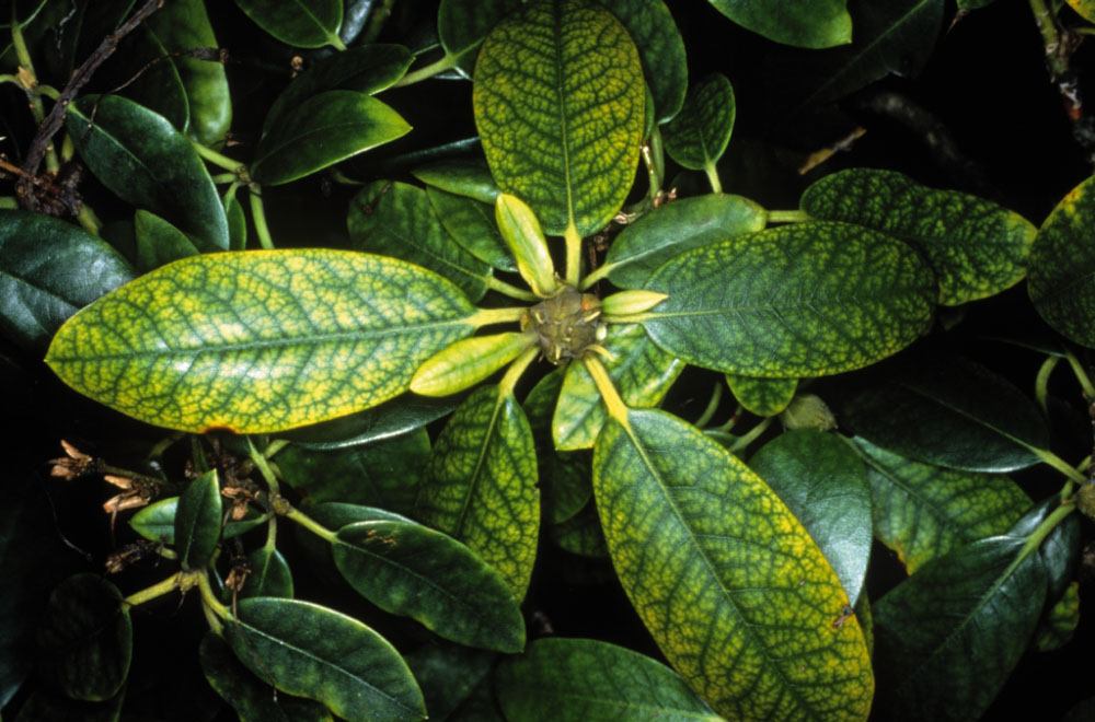 Rhododendron mit gelben Blättern und grünen Blattadern 