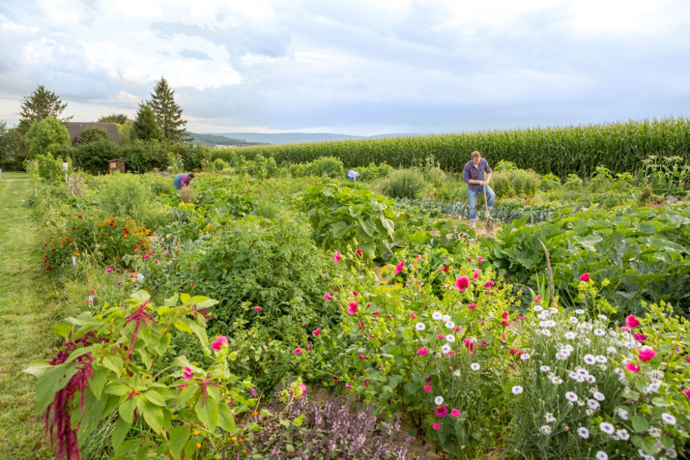 Ziergarten mit Sommerblumen