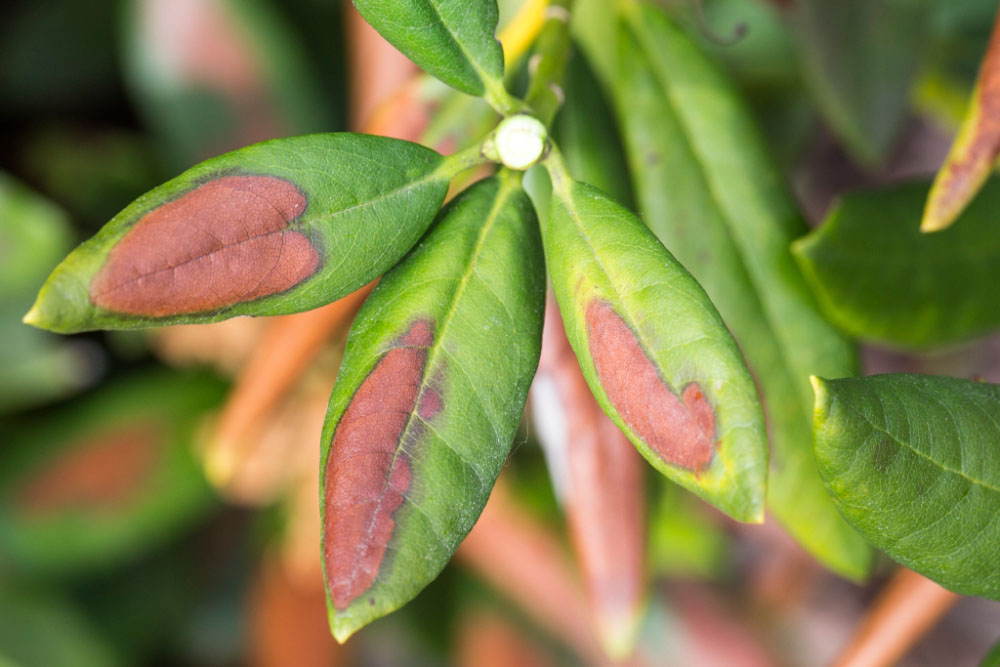 Rhododendron mit Sonnenbrand auf den Blättern