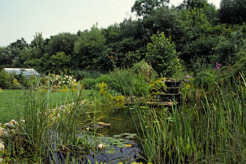 Gartenteich im Ziergarten