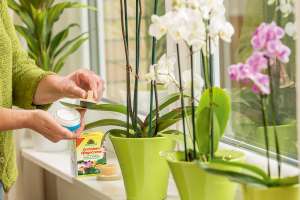 Orchideen werden mit OrchideenPflege behandelt