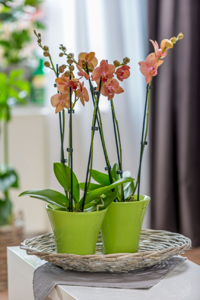 Orange blühende Orchideen im Zimmer