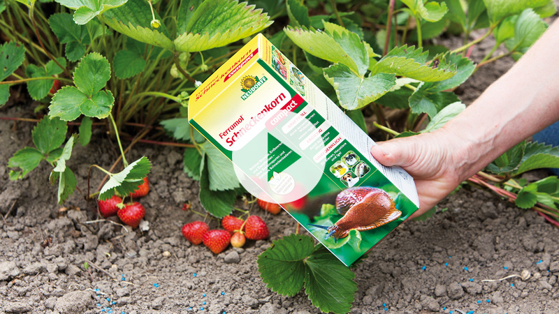 Umweltschonend gegen Schnecken im Garten