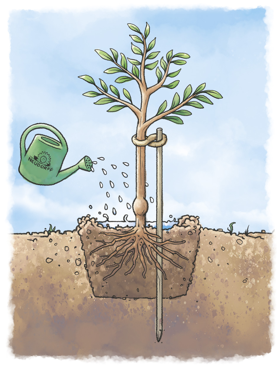 Schaubild: Obstbaum einpflanzen