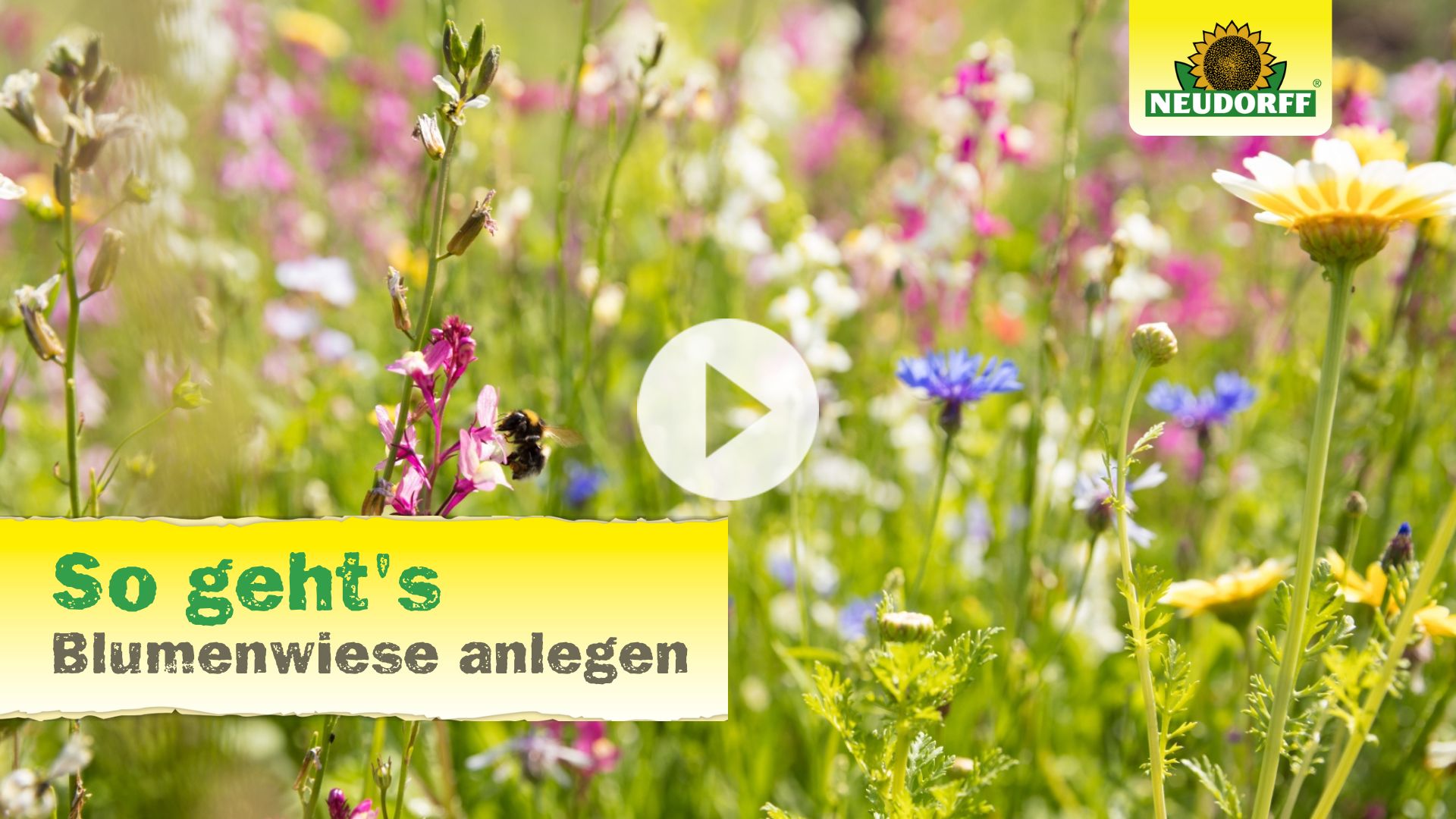 Blumenwiese anlegen - so geht's