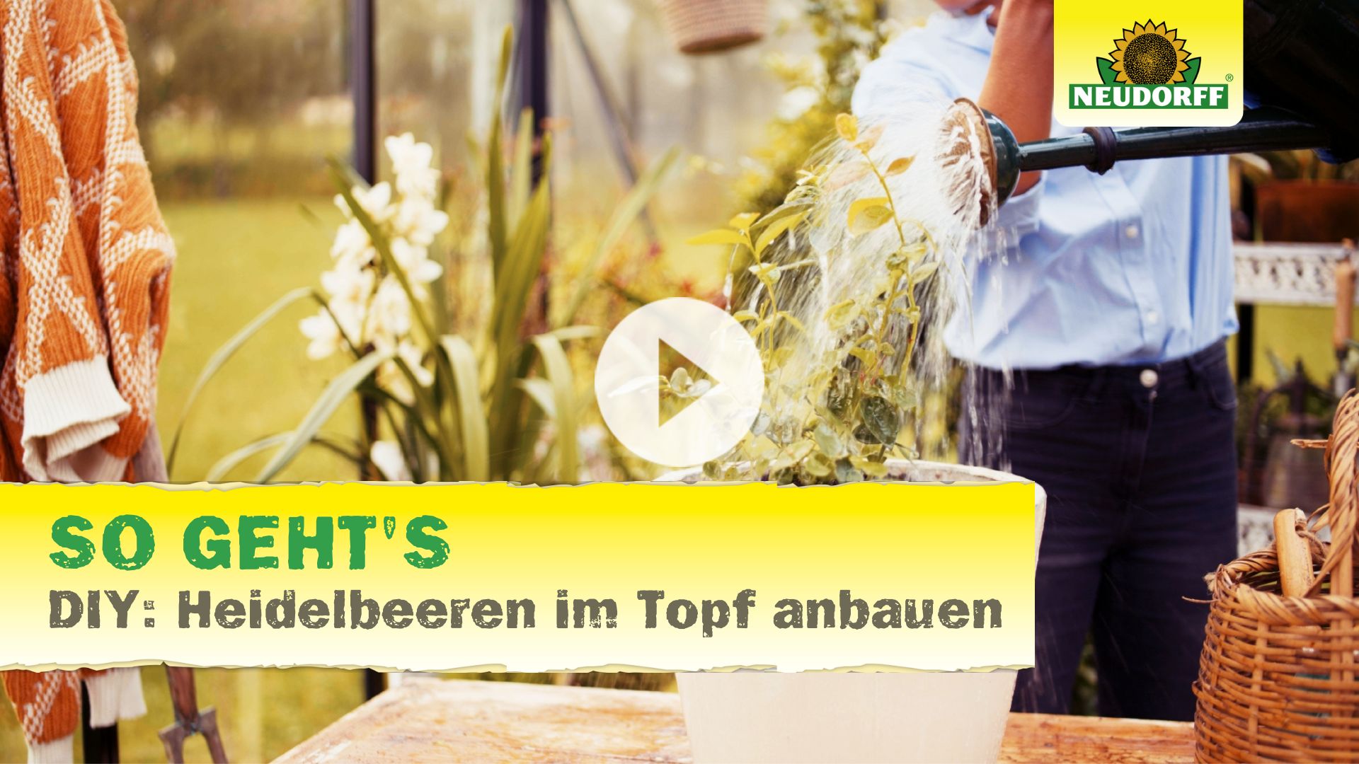 Heidelbeeren im Topf anbauen