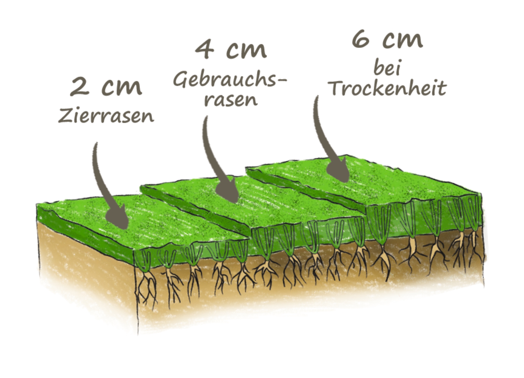 Grafik zur Darstellung der richtigen Schnitthöhe