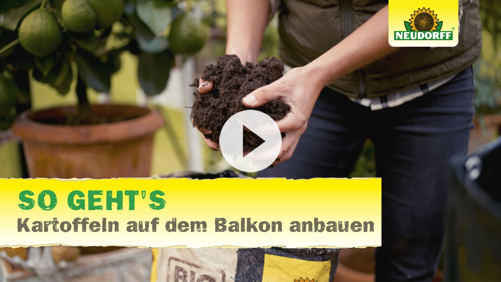 Kartoffeln auf dem Balkon anbauen