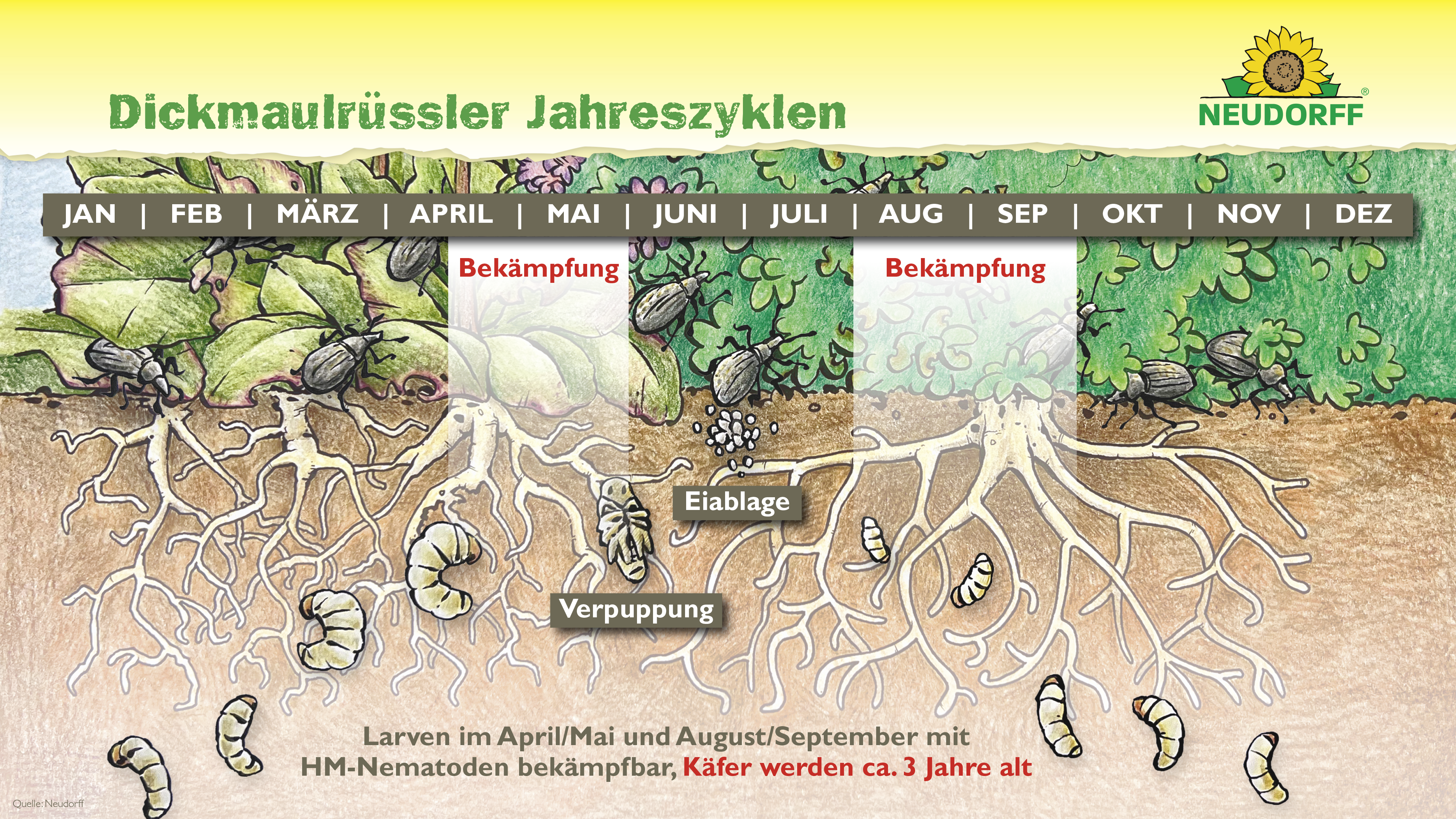 Die Larven des Dickmaulrüsslers sind im April/Mai und August bis Oktober aktiv und können bekämpft werden