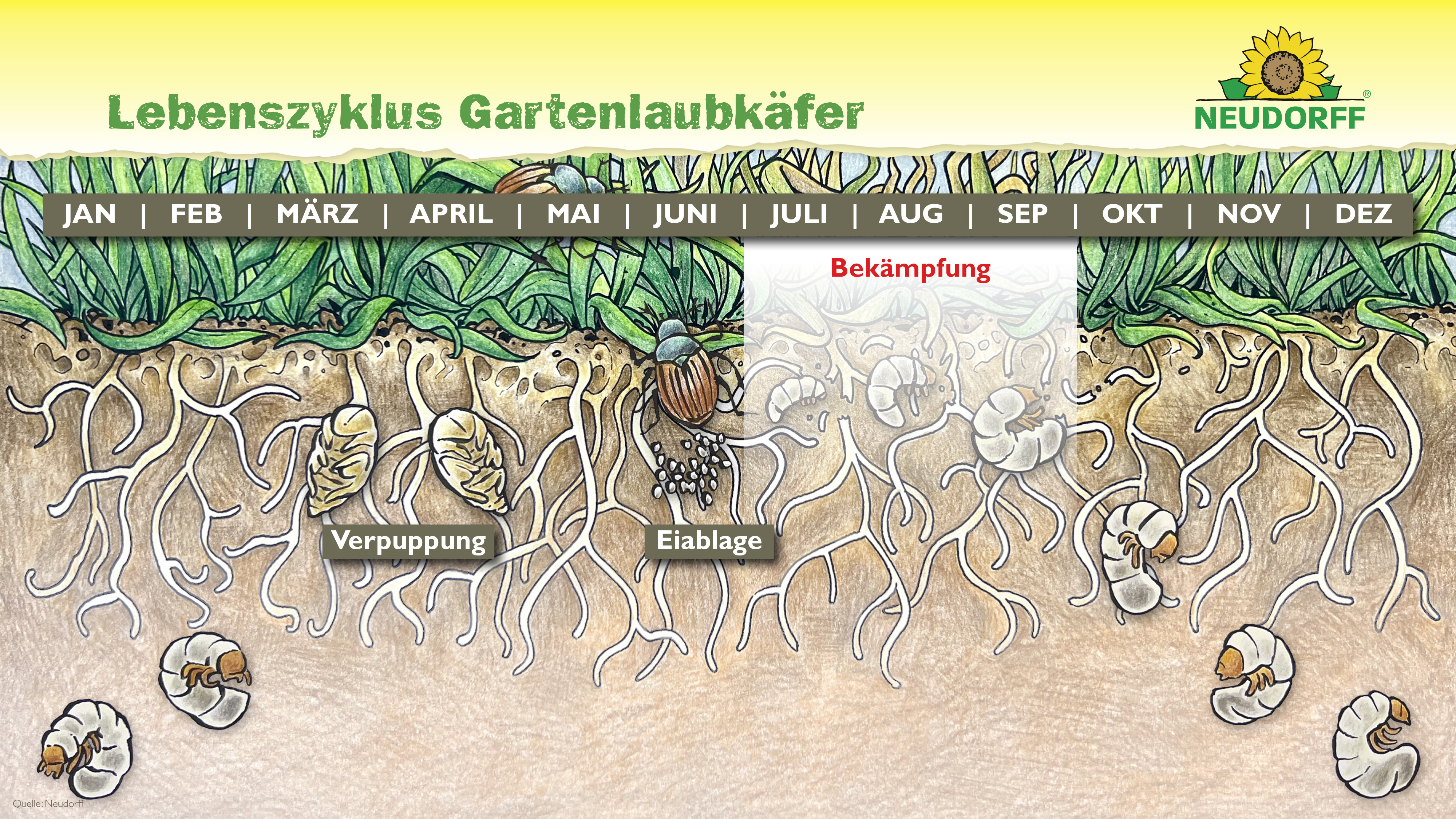 Entwicklungszyklus Gartenlaubkäfer