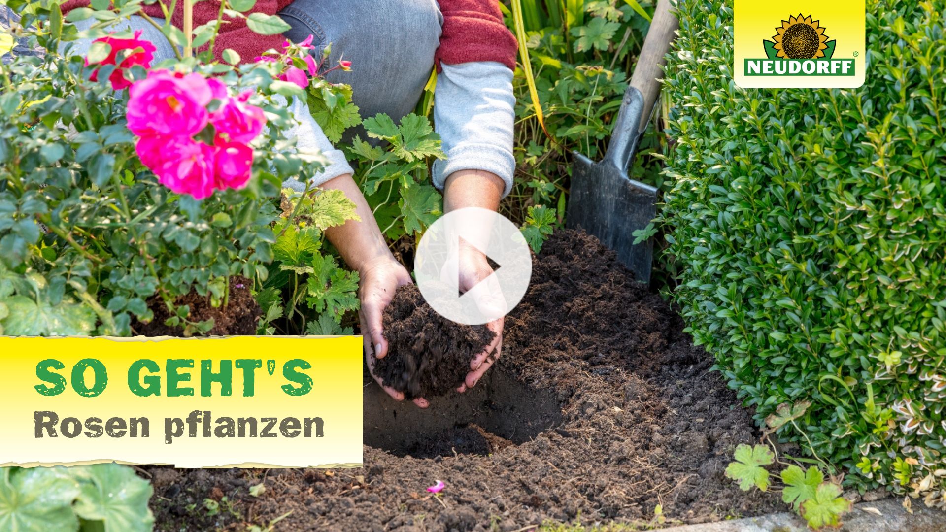 YouTube Video zu "Rosen pflanzen"