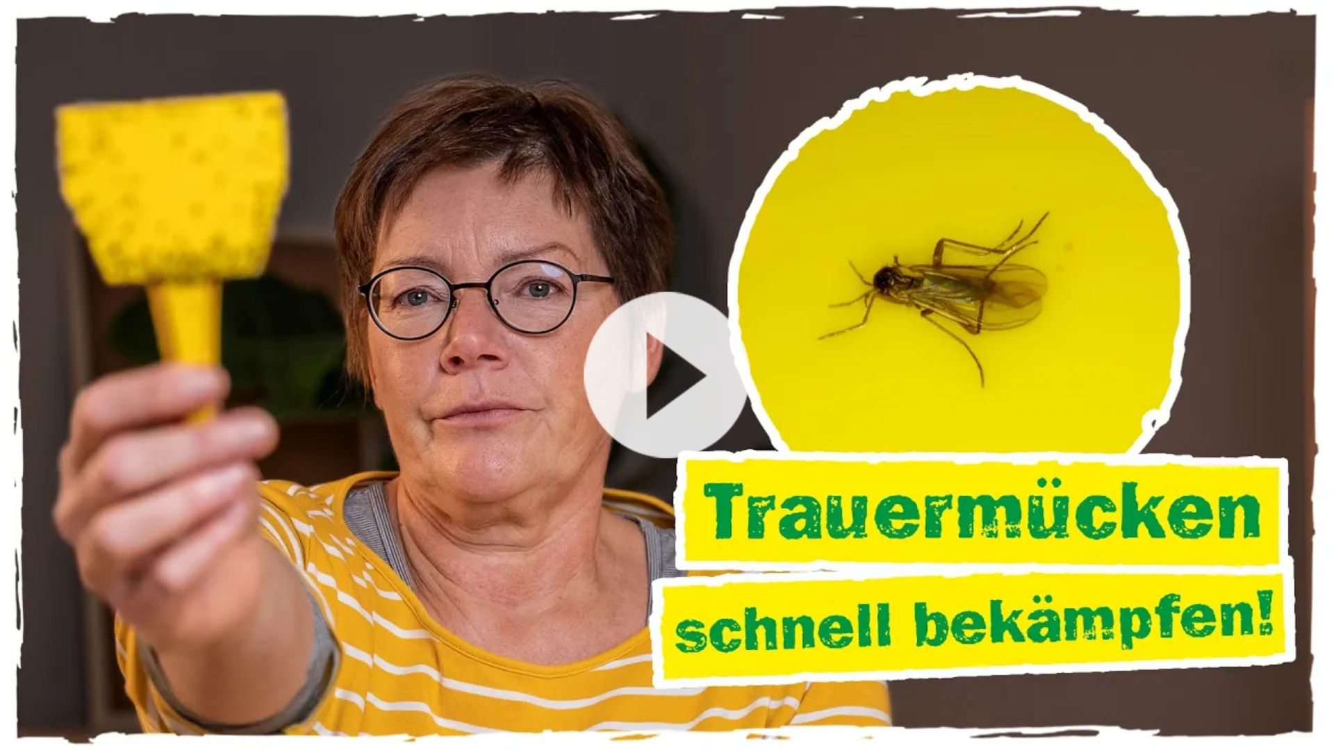 Trauermücken schnell bekämpfen