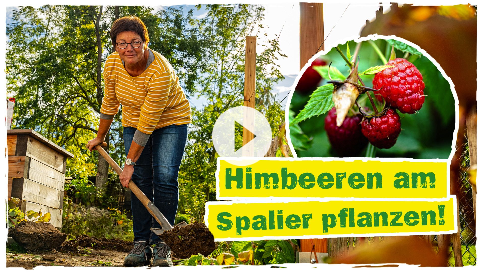 Himbeeren pflanzen