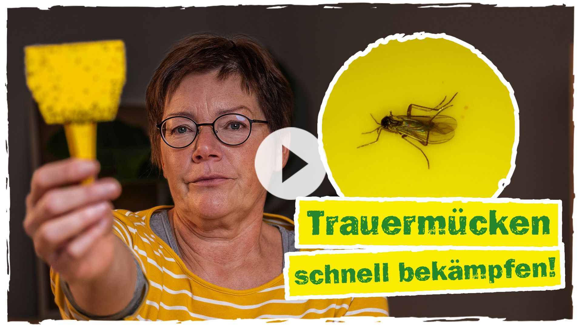 Trauermücken schnell bekämpfen